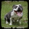 GOTTILINE'S QUEEN SPADE | American Pit Bull Terrier 