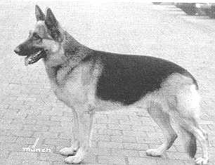 Karlo vom Hannastein | German Shepherd Dog 