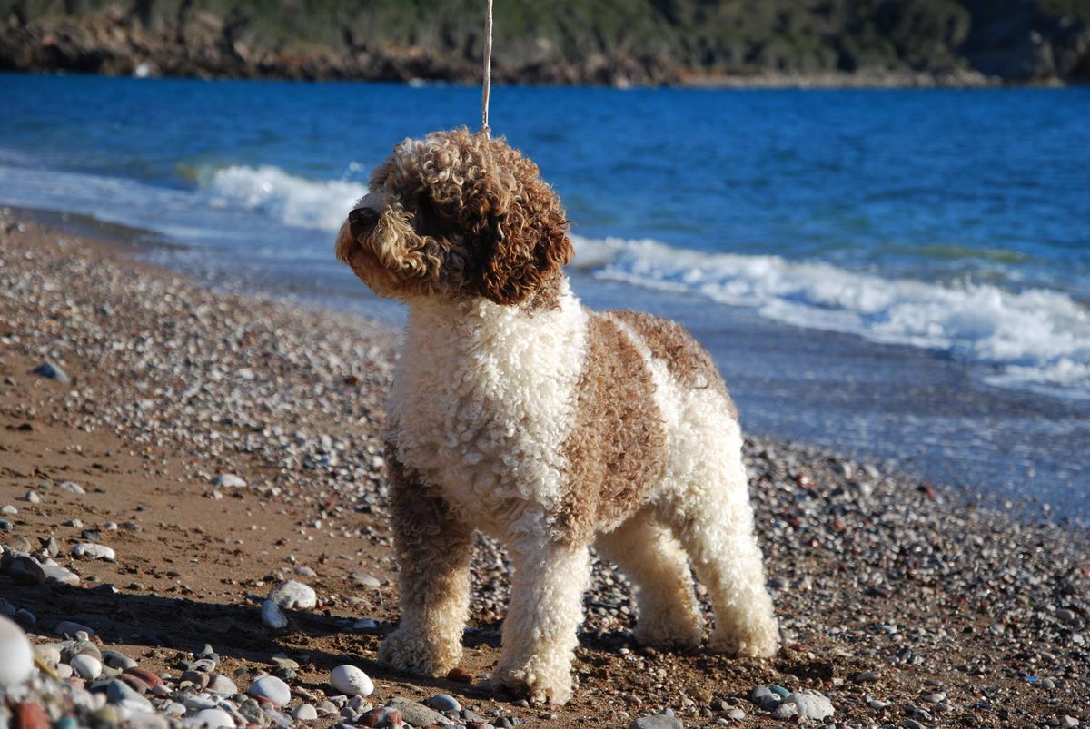 James Dean De Labahia | Spanish Water Dog 