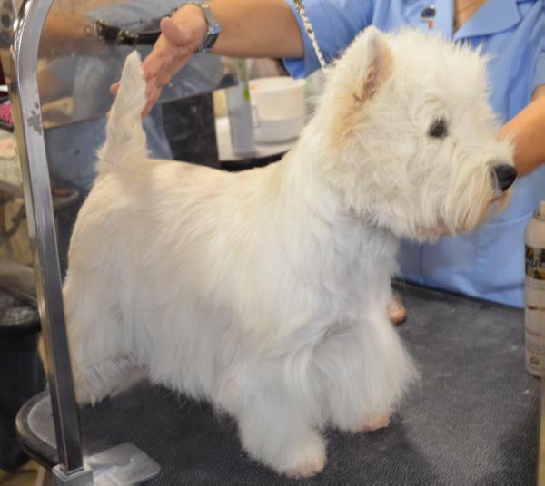 Altrincham Veni Vidi Vici | West Highland White Terrier 