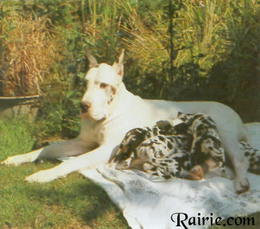 Amnesty v d Emscherquelle | Great Dane 