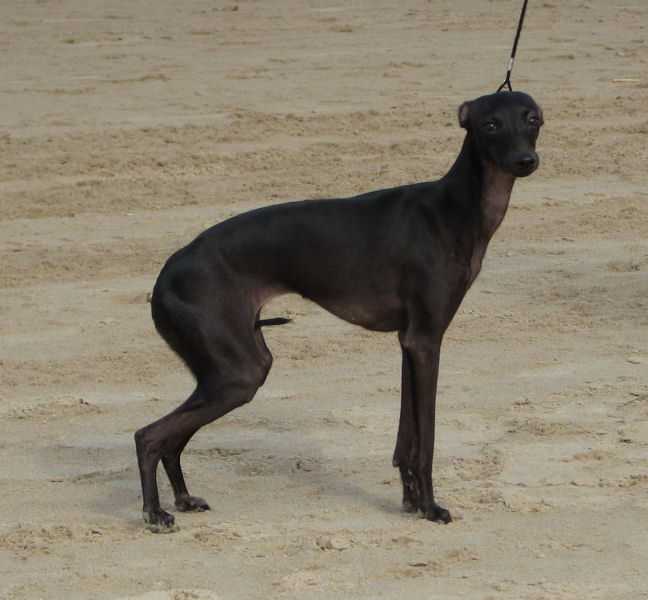 ELEDI GRACE LA BELLE ETOILLE NOIRE | Italian Greyhound 