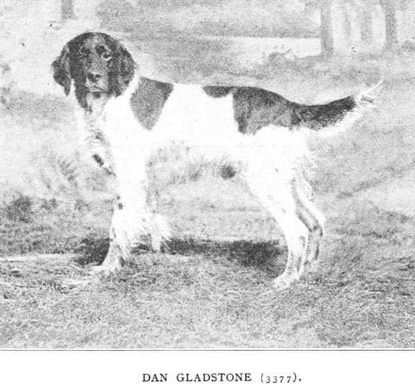 Dan Gladstone (003377) | English Setter 