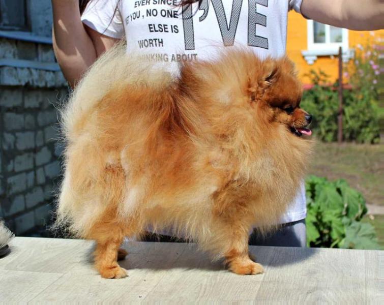 EP-Mockery Best | German Spitz 