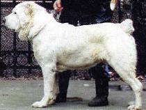 Ak Nukker Chingiz | Central Asian Shepherd Dog 