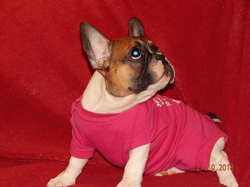 Annabel | French Bulldog 