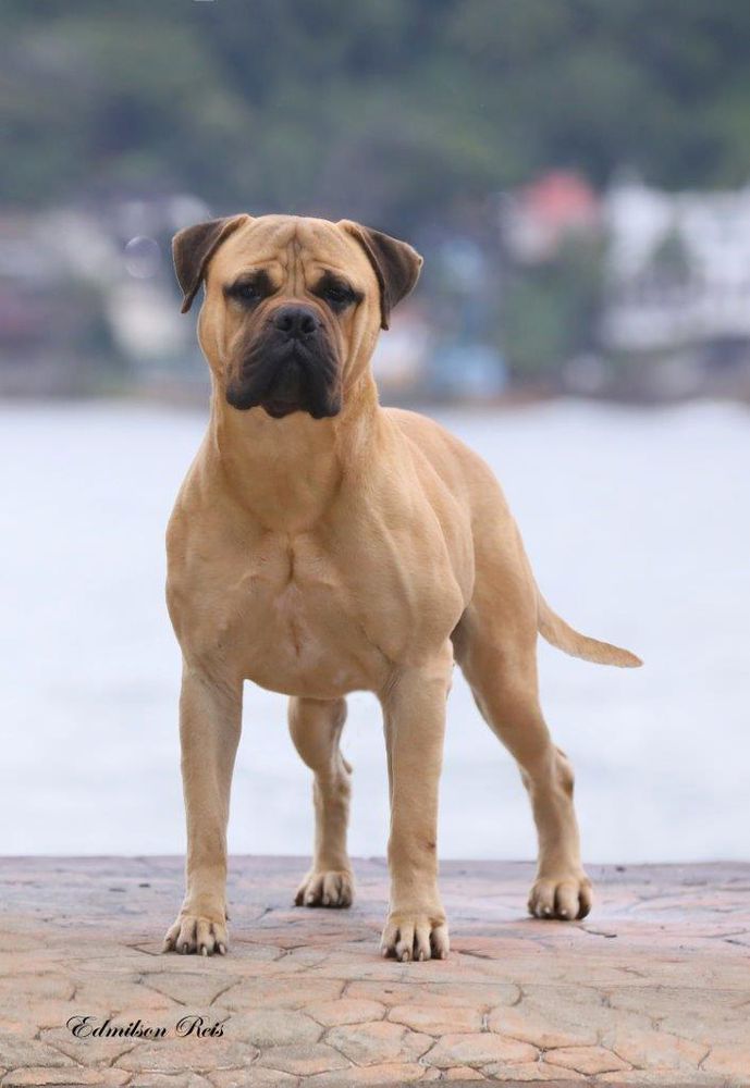 VL Eashik Bennie | Bullmastiff 