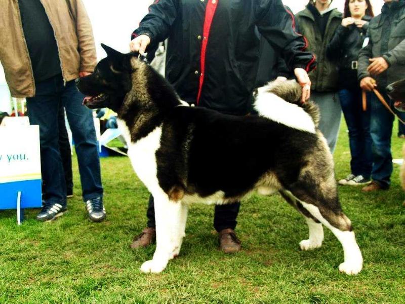 Cameron Red Mist | Akita 