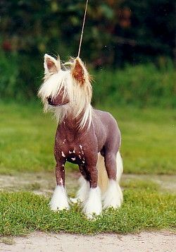 Sasquehanna Grenadier | Chinese Crested 