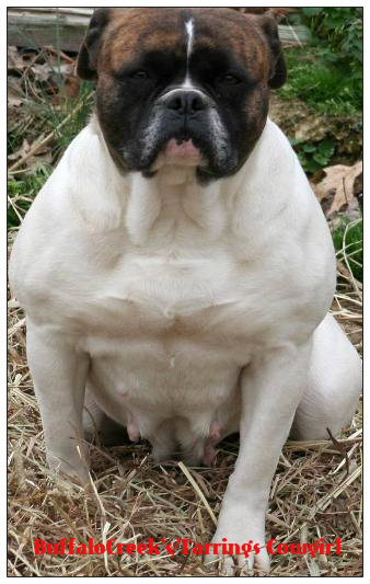 Tompkin's CowGirl of BuffaloCreek | Olde English Bulldogge 