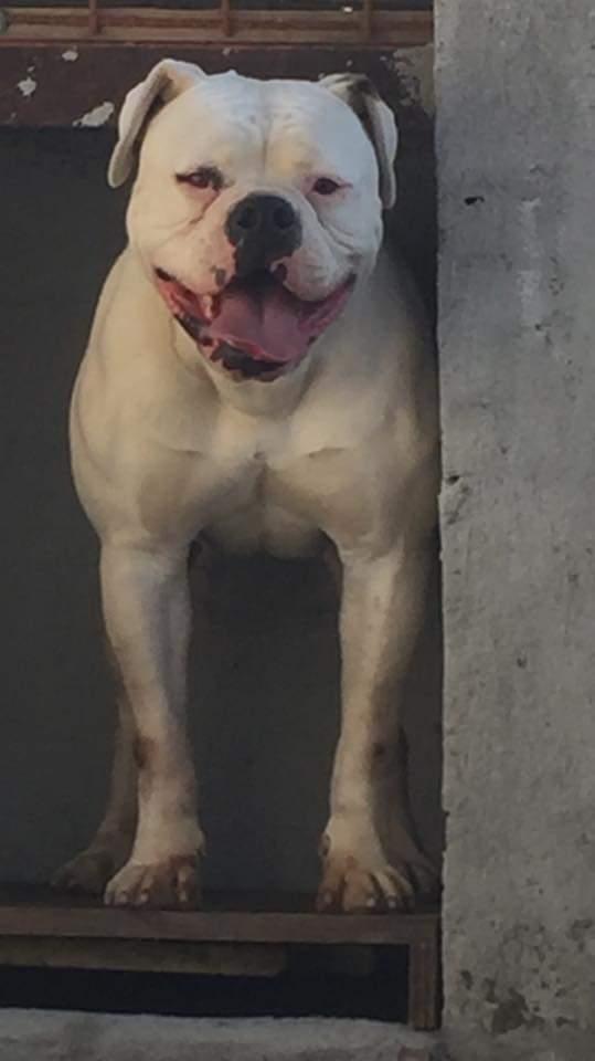 ABKC's Brook | American Bulldog 