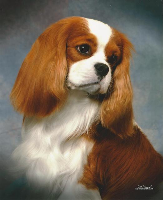 Countrymanor Talladega Nights | Cavalier King Charles Spaniel 