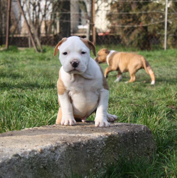 Imperial Yes I'am White Head | American Staffordshire Terrier 