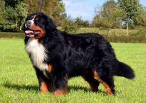 Georgeous Mc. Gregor vom Rummelsbach | Bernese Mountain Dog 