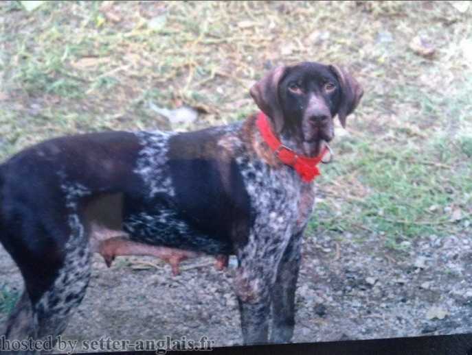 Fleurette des Bois Sauvages | German Shorthaired Pointer 