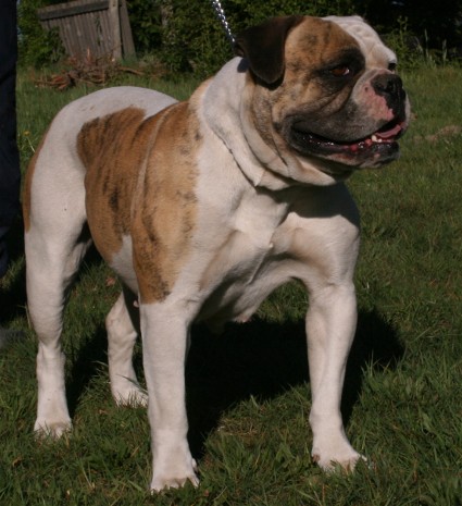 Northside's Amy | Olde English Bulldogge 