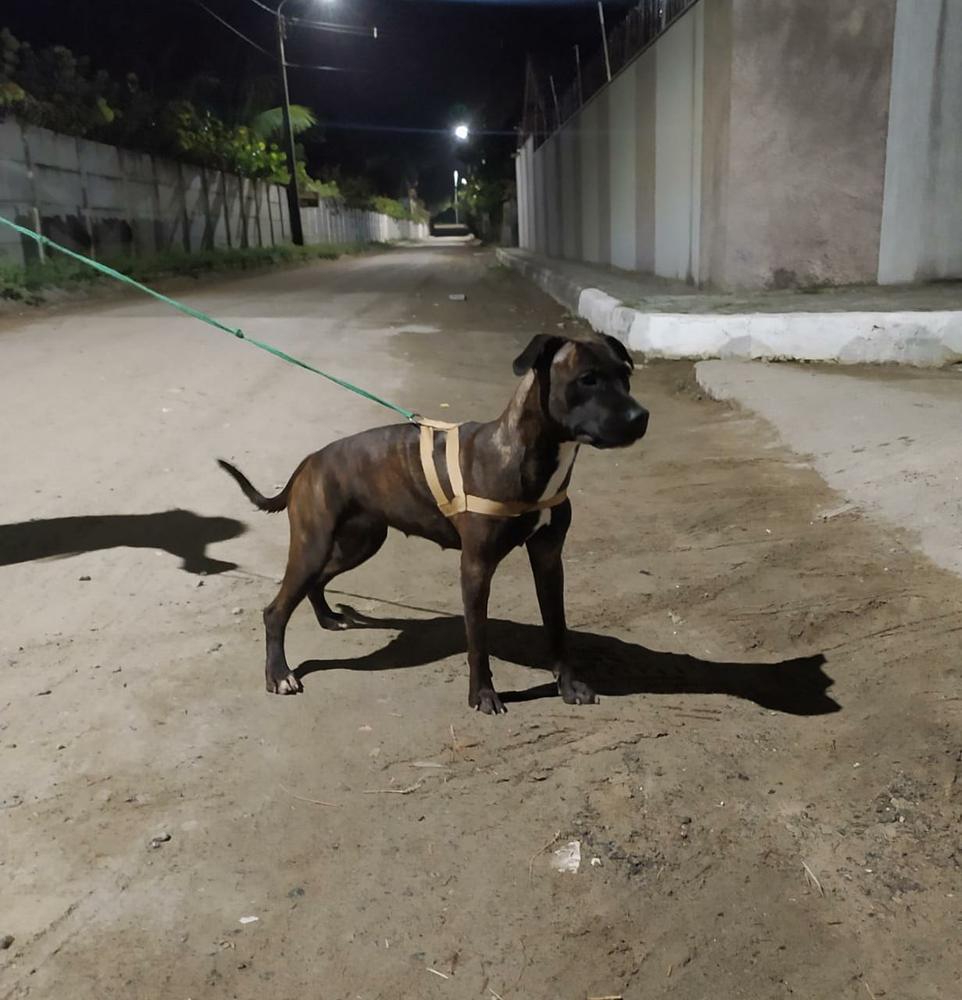 Altamira Hill Eva JD | American Staffordshire Terrier 