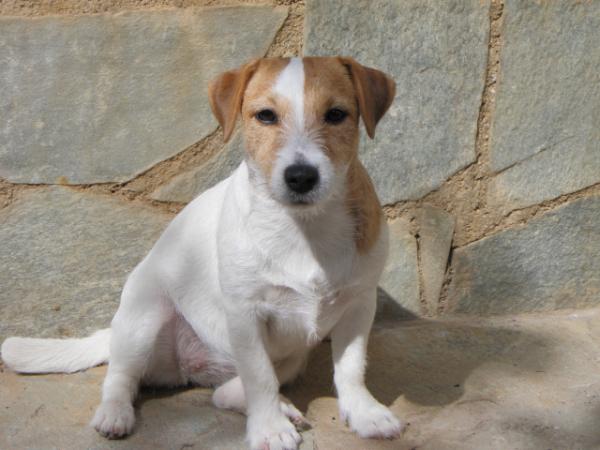 Jackloop Peace Dove | Jack Russell Terrier 