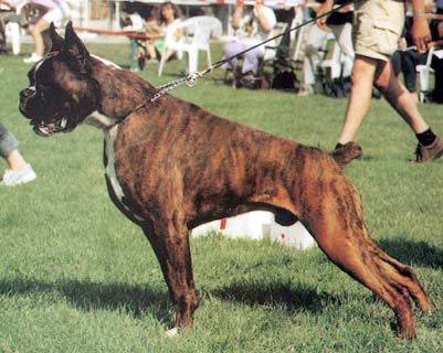 Saverio di Soragna | Boxer 