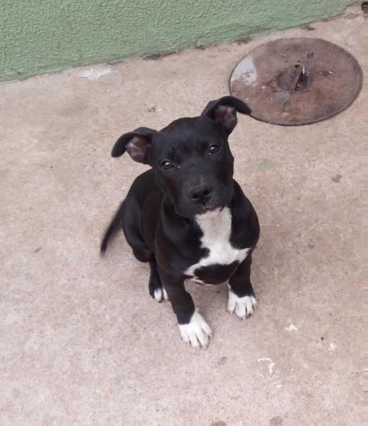 LUPITA NYONGO P.H.R.A | American Staffordshire Terrier 
