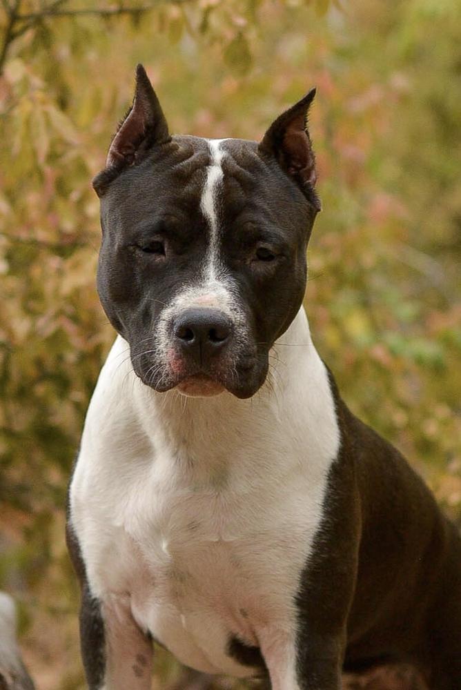 ANRISE VIVENDI BRAZ | American Staffordshire Terrier 