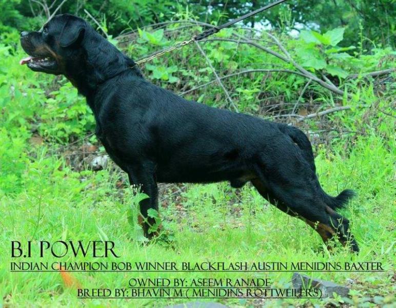 Austin Menidins Baxter | Rottweiler 