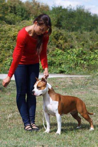 Taiger Land  Ferrari Sport | American Staffordshire Terrier 