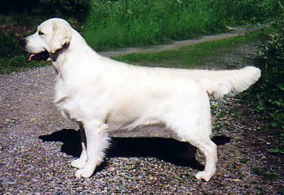 Telkaro Diamond Dust | Golden Retriever 