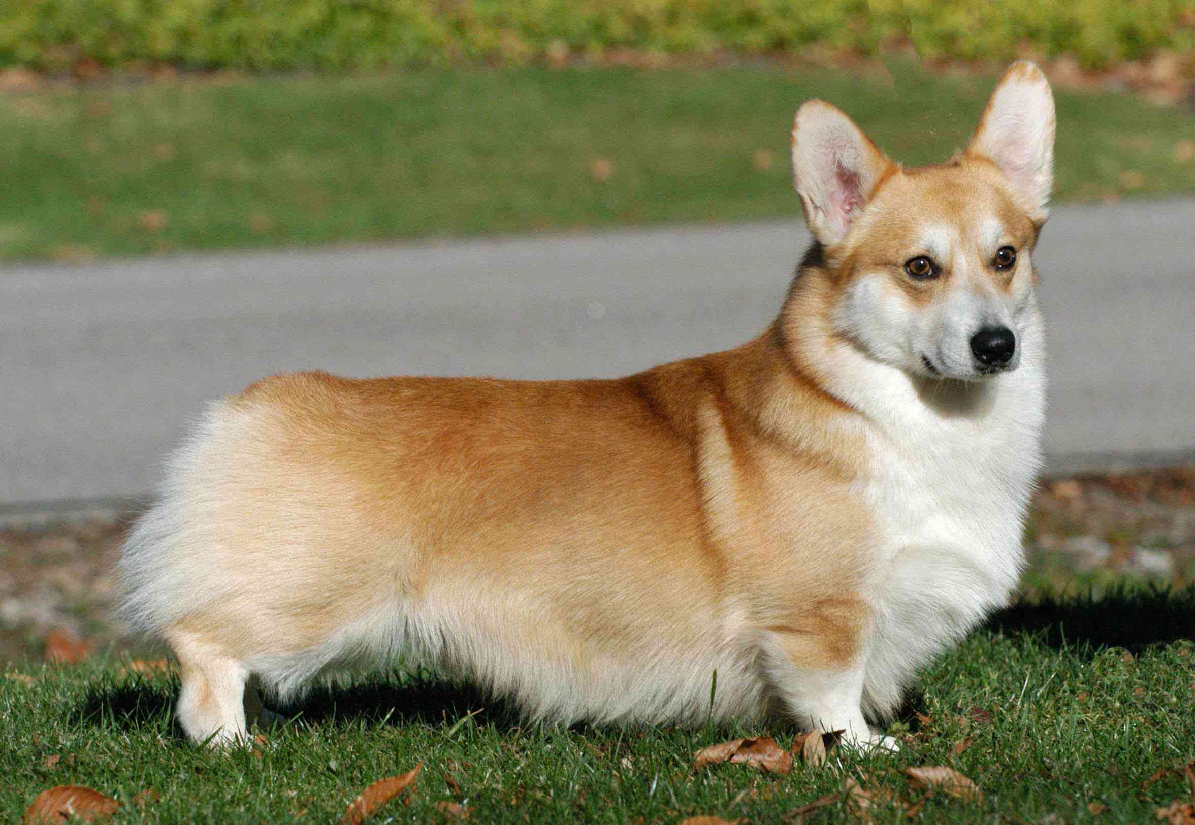 Pembroke Welsh Corgi