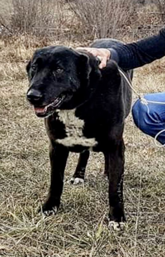 Bagirica | Central Asian Shepherd Dog 