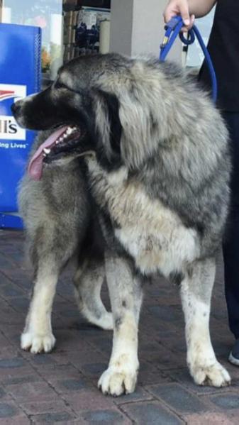 Izaltai Anakin Skywalker (IMP ZAF) | Caucasian Mountain Dog 