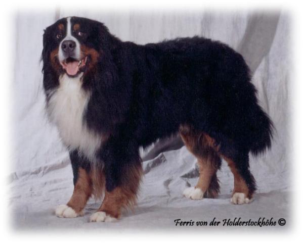 Ferris von der  Holderstockhöhe | Bernese Mountain Dog 