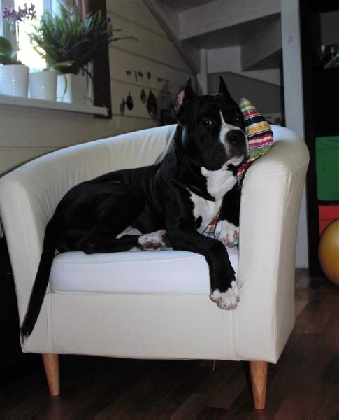 EX ANIMO ARTE FANDANGO | American Staffordshire Terrier 