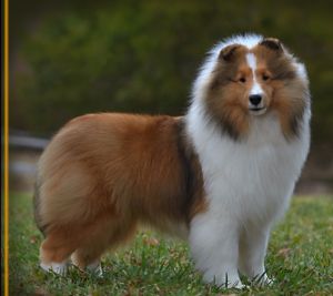 Barwood Imagination | Shetland Sheepdog 