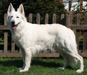 Déjà of white Energy | White Swiss Shepherd Dog 