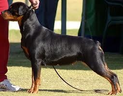 Schwarzbear Kitt Falke (AI) | Rottweiler 