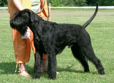 Black Panther von der Satans Meute | Giant Schnauzer 