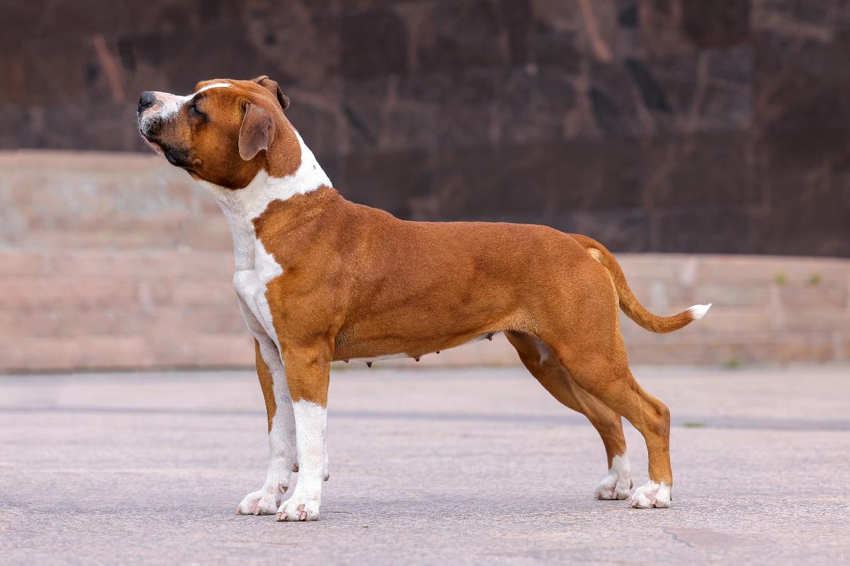 RED BRILLIANTS GOLDEN SENSATION | American Staffordshire Terrier 