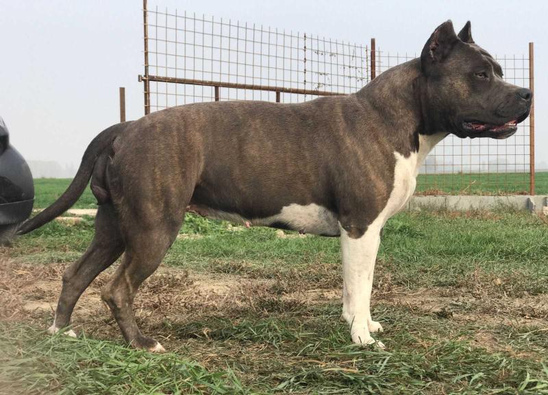 Noble heart skyline | American Staffordshire Terrier 