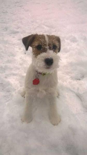 Jolie Jasmin | Jack Russell Terrier 