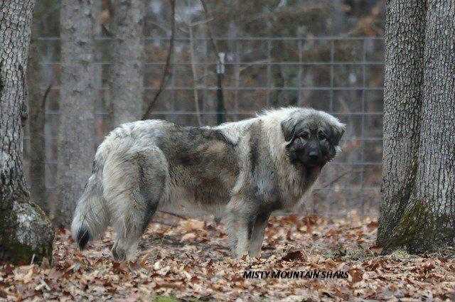 Shara's Zora-Luna | Yugoslavian Shepherd Dog-Sarplaninac 