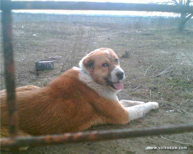 Babur Red | Central Asian Shepherd Dog 