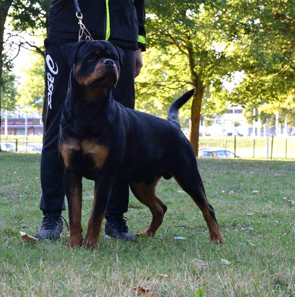 MARCUS CERRO DE LA GLORIA | Rottweiler 