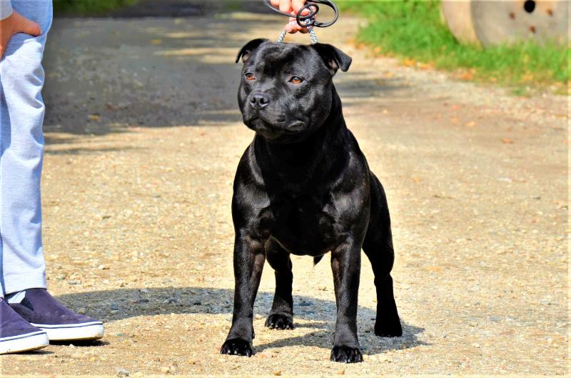 DUCIPAL Around the World | Staffordshire Bull Terrier 