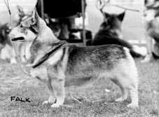 Norsled Bara Silva of Hildrek | Swedish Vallhund 