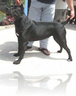 Alisa strajano | Cane Corso 