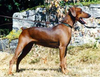 HAVANNA des Jardins de l'Armonial | German Pinscher 