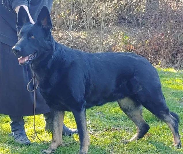 Jaxon's Skuggi from Diwaids | German Shepherd Dog 
