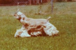 Kapewood Prince Matchebelli | American Cocker Spaniel 