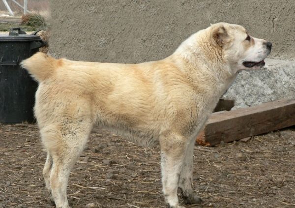 Strob-házi M.... | Central Asian Shepherd Dog 